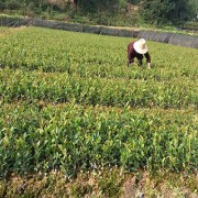 一年生嫁接油茶苗